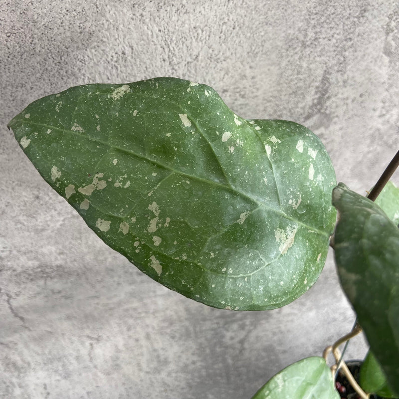 FS2-10 Hoya Bird of Paradise