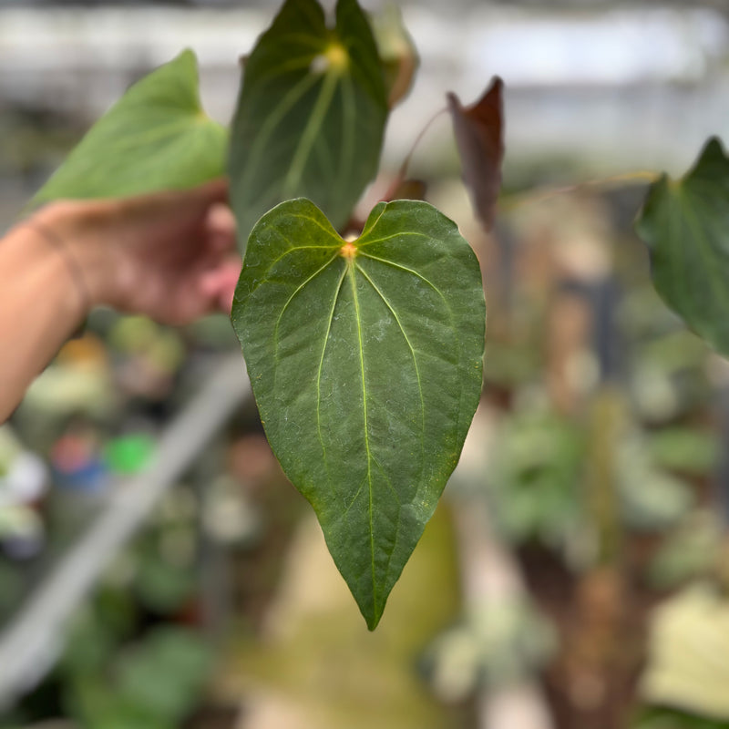 FS64-10	Anthurium Spider
