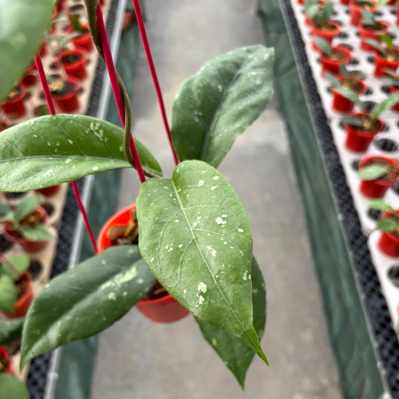 Hoya SP Aceh X-7