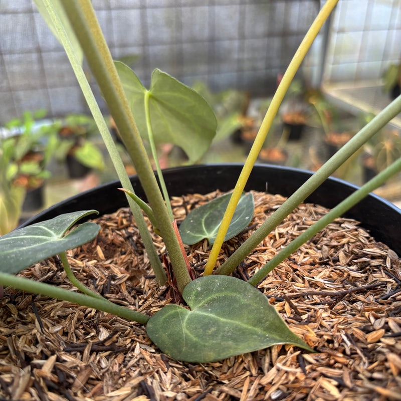 FS62-9 Anthurium Clarinervium Medium Size