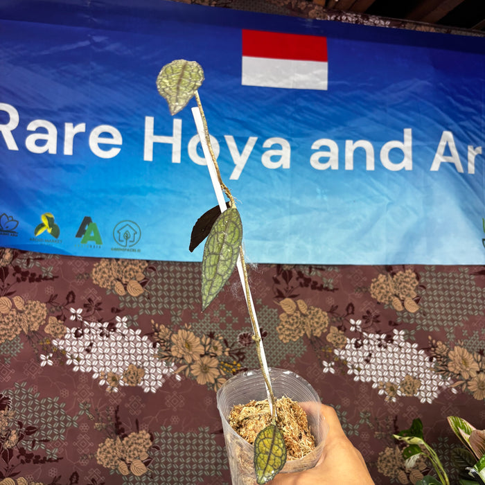 A119 Hoya Clemensiorum Big