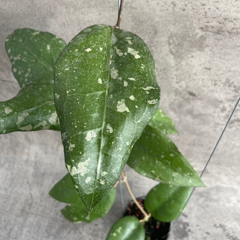 FS2-10 Hoya Bird of Paradise