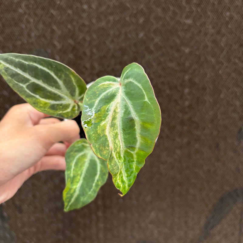 FS76-10 Anthurium BVIT x Michelle Variegated