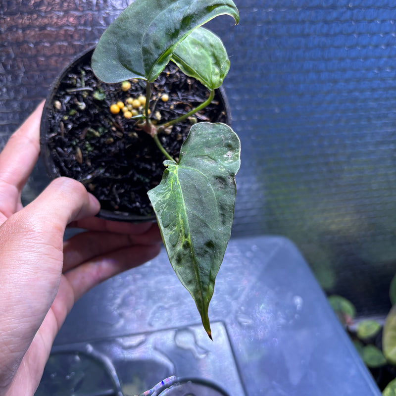 FS79-10 Anthurium Papilillaminum Mutation