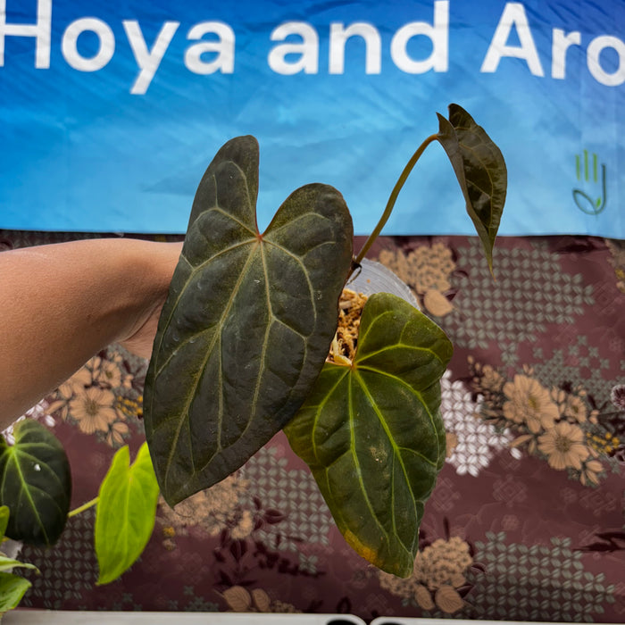 A214 Anthurium BVIT X Zara Michele