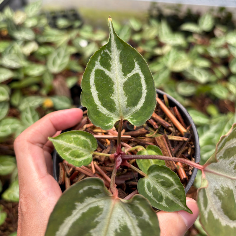 Anthurium Silver Butterfly x Muchlis RC