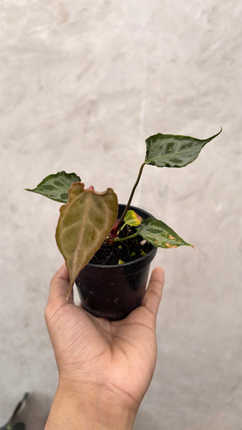 Anthurium Muchlis x Red Crystallinum Selected