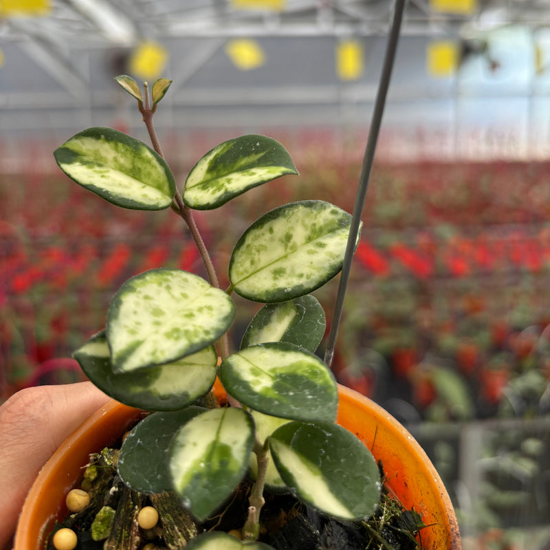 Hoya Mathilde Inner Variegated