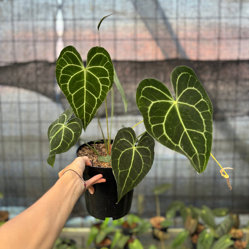 FS62-9 Anthurium Clarinervium Medium Size