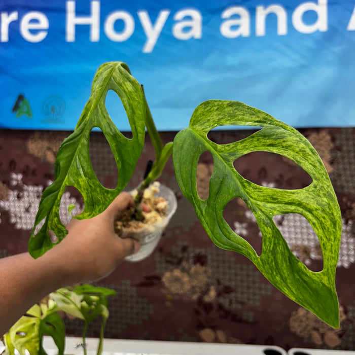 A421 Monstera Adansonii Variegated Indo