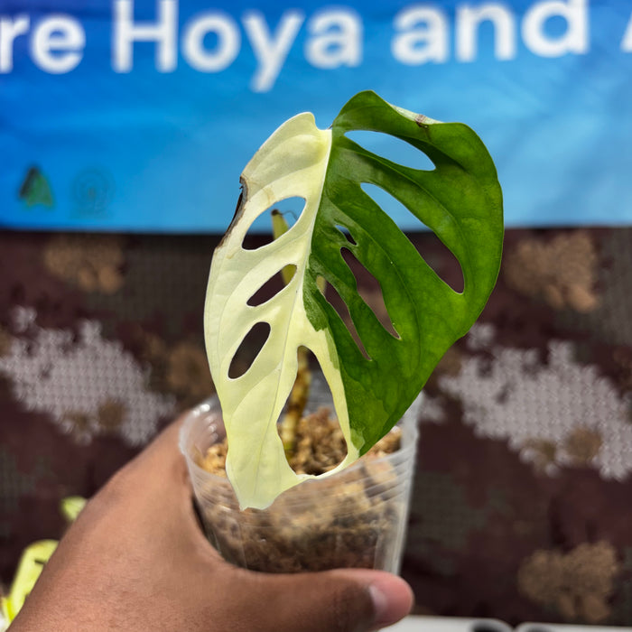 A422 Monstera Adansoni Albo Variegated