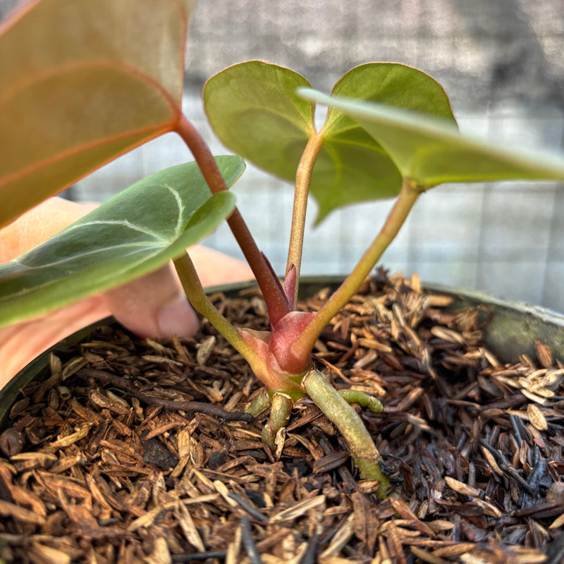 FS48-9 Anthurium King Of Spades