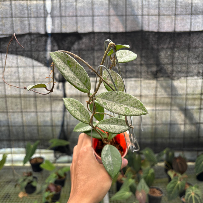 FS65-10	Hoya Carnosa Star Dust