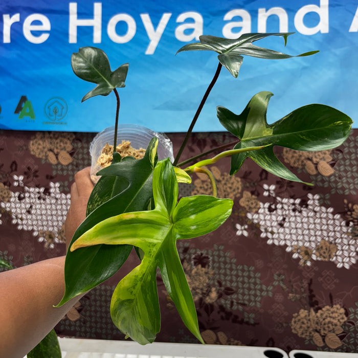 A511 Philodendron Florida Beauty