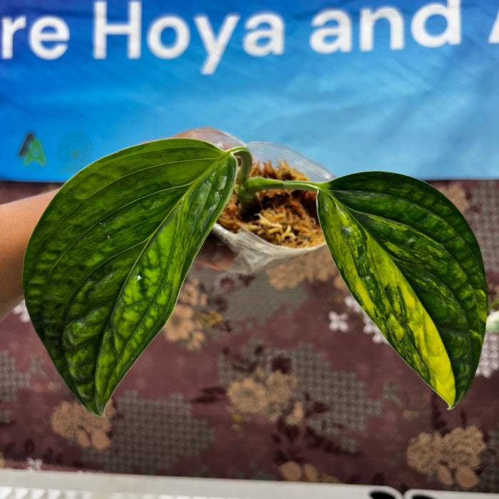 A501 Monstera Karstenianum Variegated