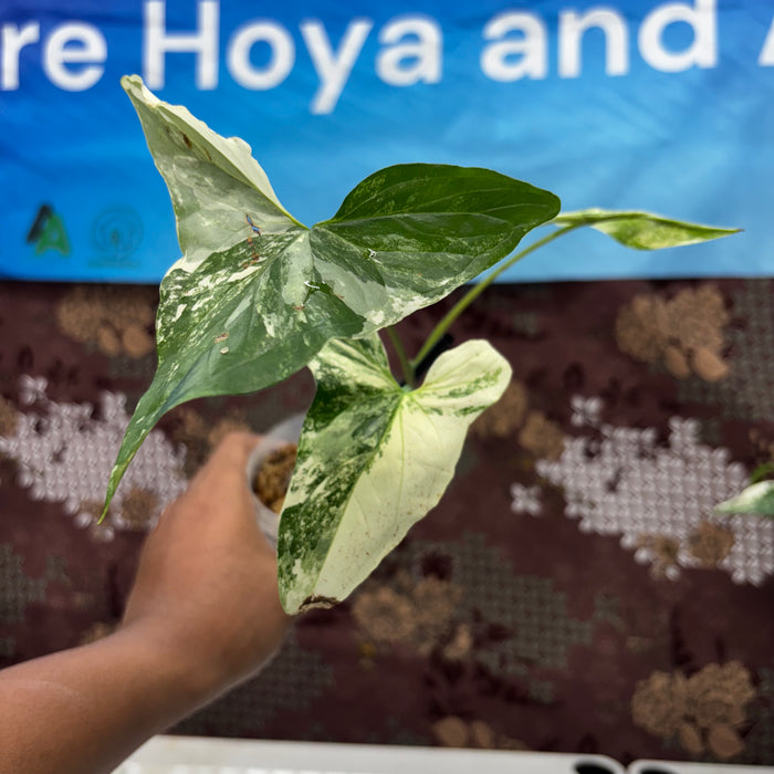 A505 Syngonium Albo Variegated