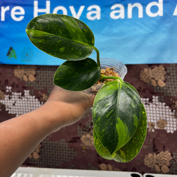 A508 Philodendron Green Congo Marble