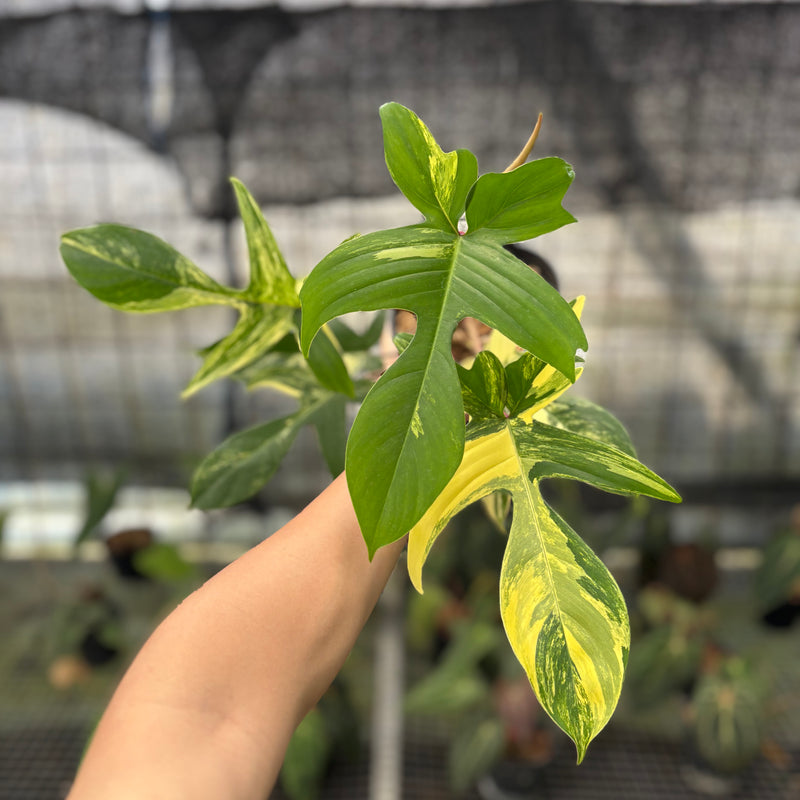 FS74-10 Philodendron Florida Beauty Mature Size