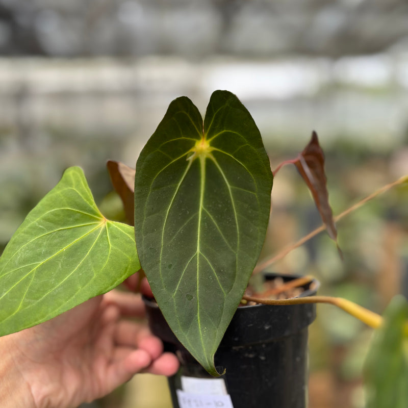 FS64-10	Anthurium Spider