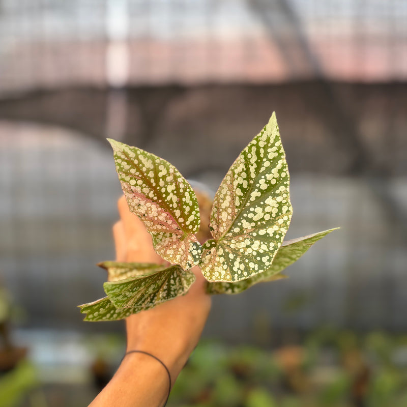 FS63-9 Begonia Snow Capped Variegated
