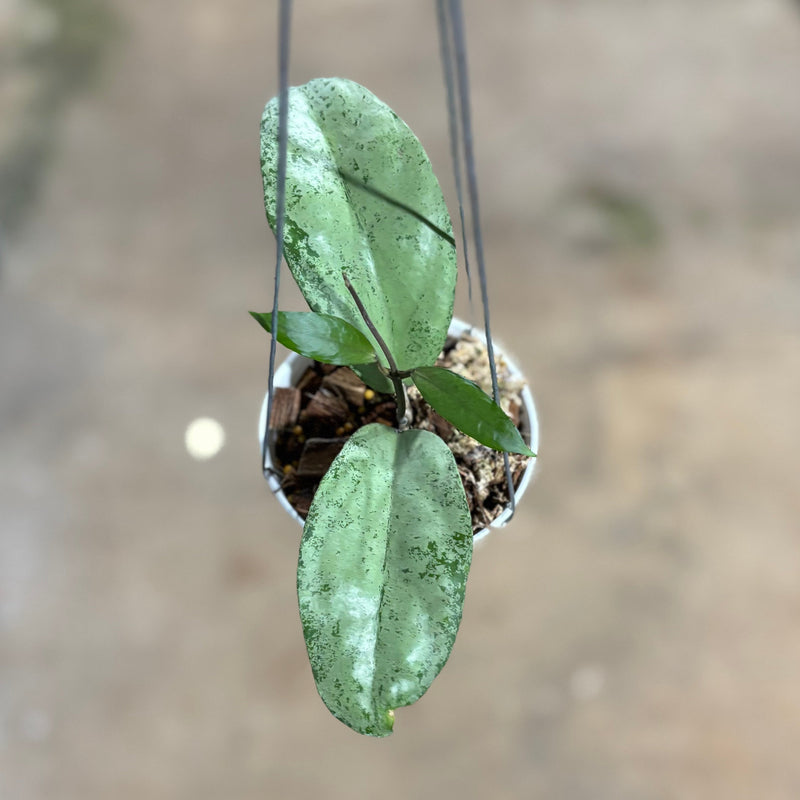 Hoya AFF Emperor