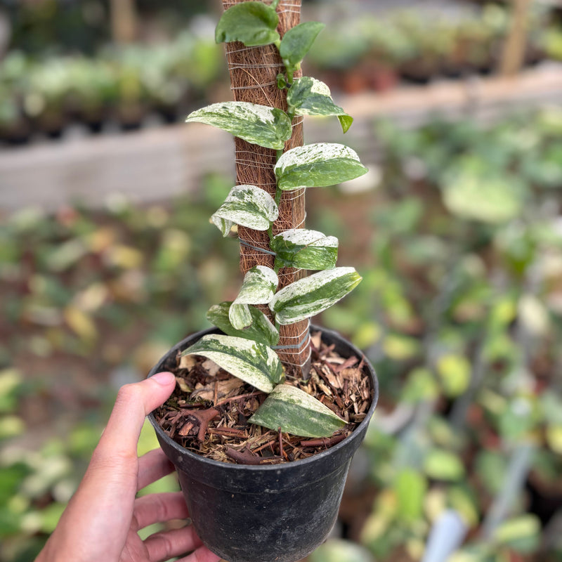 Rhaphidophora Korsthalsii Albo