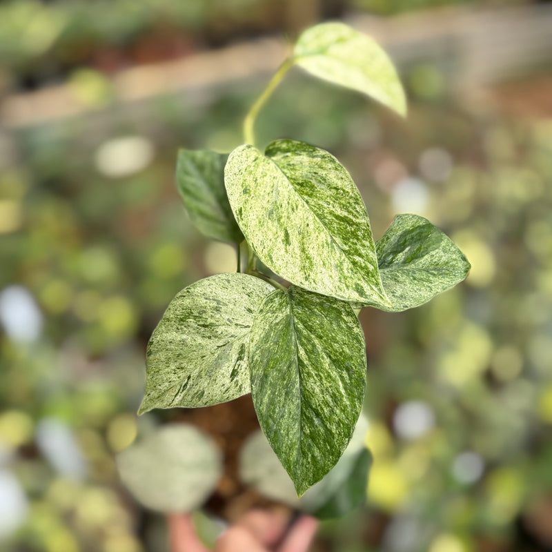 Epipremnum Pinnatum Hanoman