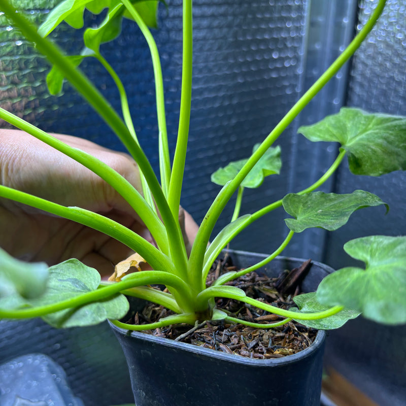 FS80-9 Thaumatophyllum Dragon Fire