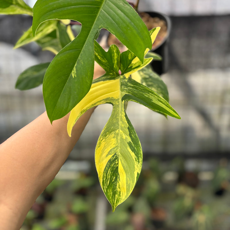 FS74-10 Philodendron Florida Beauty Mature Size