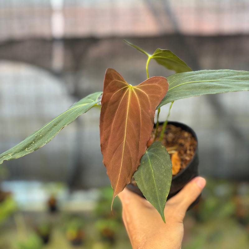FS66-9 Anthurium Fortsherman x GOG