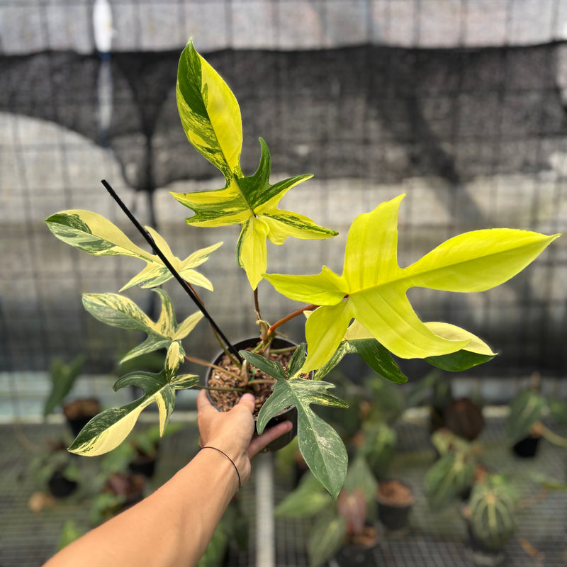 FS71-10 Philodendron Florida Beauty Mature Size