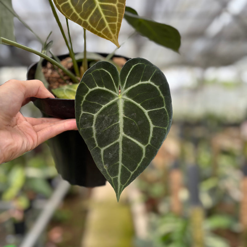 FS56-10	Anthurium Clarinervium Medium Size