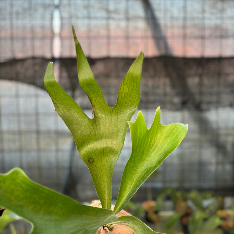 FS68-9 Platycerium Walichii