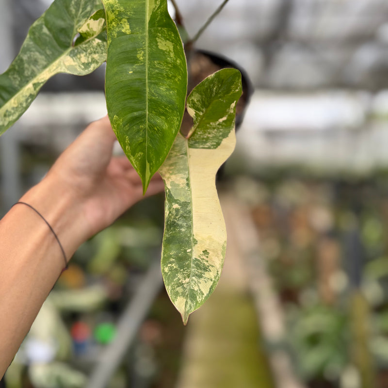 FS55-10	Philodendron Domesticum x Atabaphoense Variegated