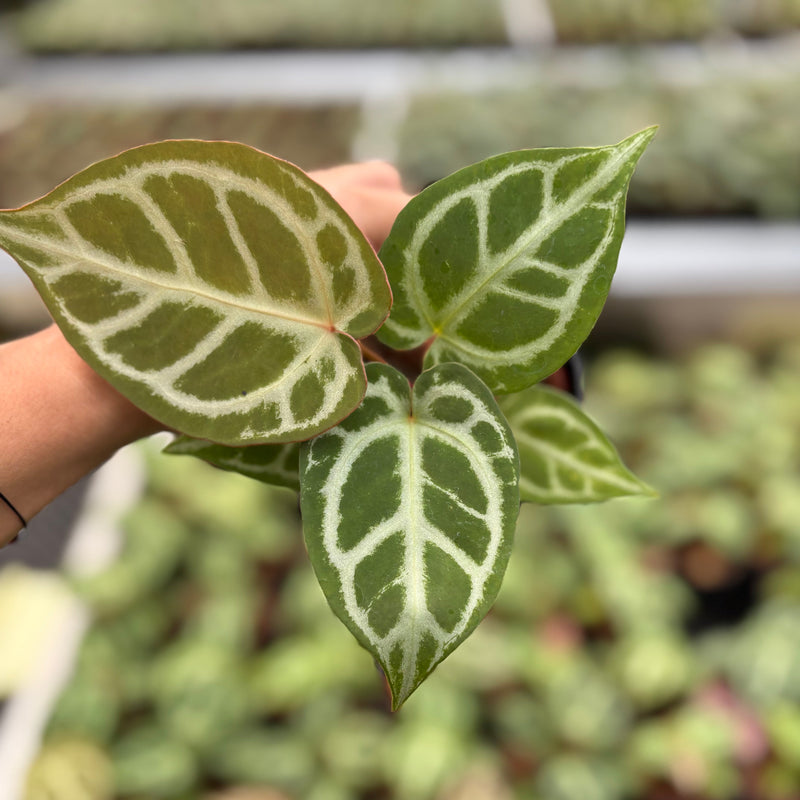 Anthurium Magnificum Silver x Red Crystallinum (HU)