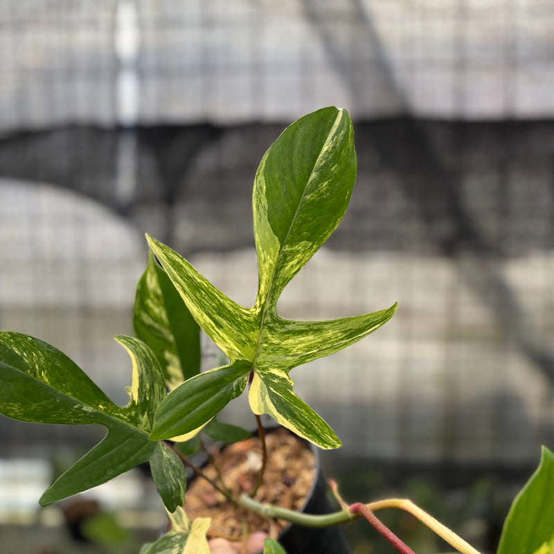 FS74-10 Philodendron Florida Beauty Mature Size