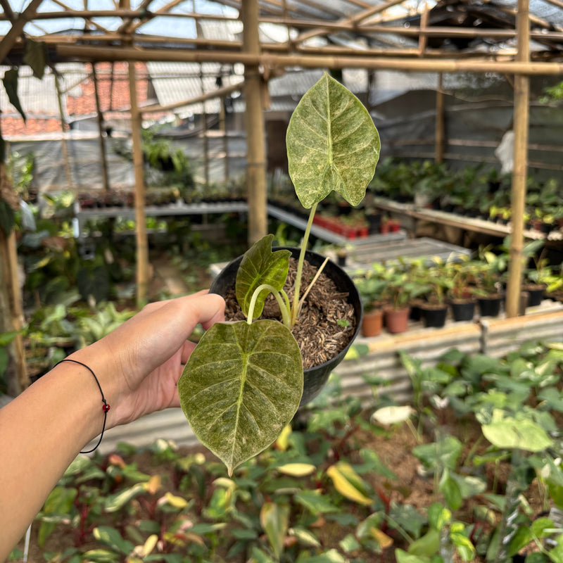 Alocasia Golden Bone Variegated