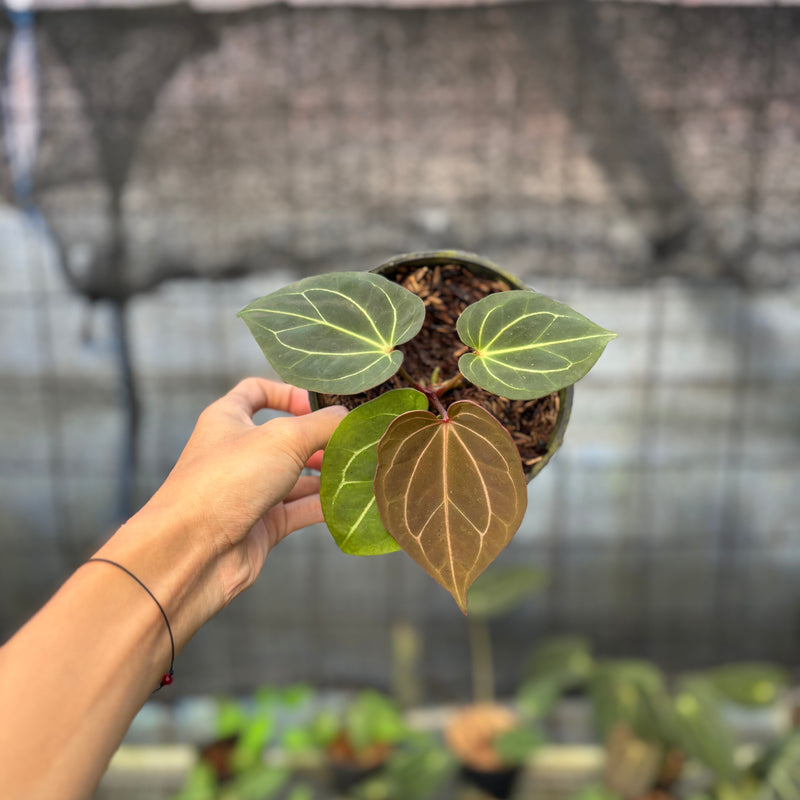 FS48-9 Anthurium King Of Spades