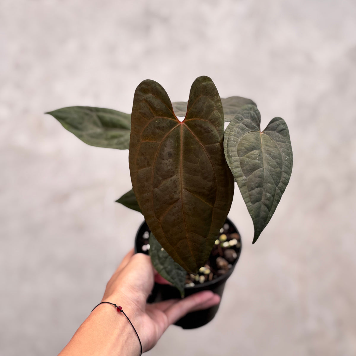 Anthurium RVDP x Black Muscle — Aroidasia