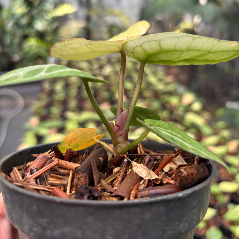 Anthurium Silver Hope Mint x Red Tiger