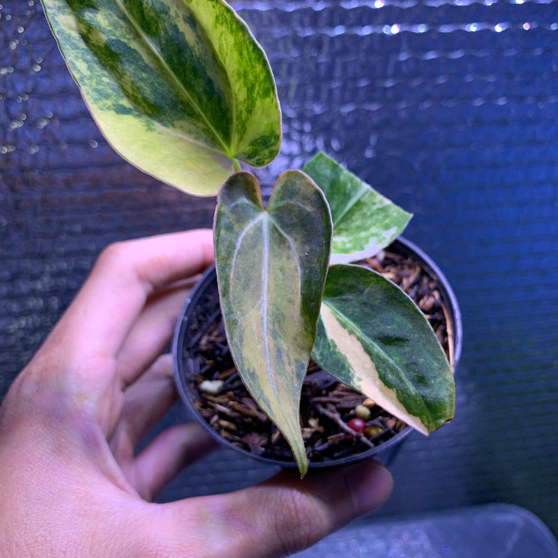 FS69-8 Anthurium Silver Butterfly x Michelle Variegated