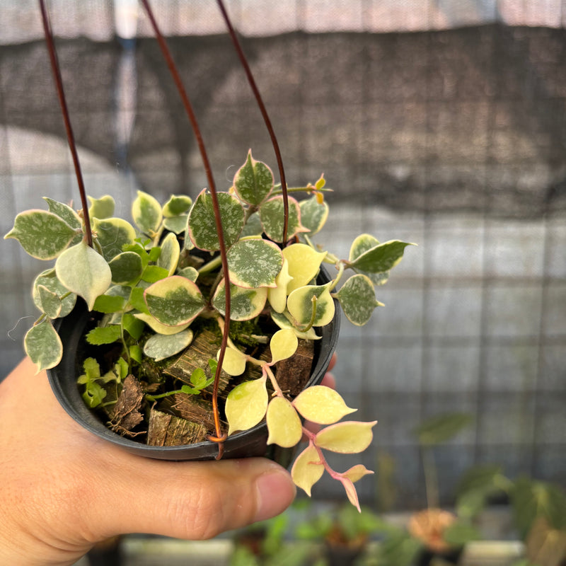 FS51-9 Hoya Curtisii Albomarginata "Tiara"