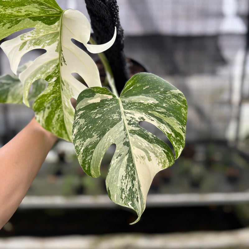 FS49-10	Monstera Albo White Tiger Variegated