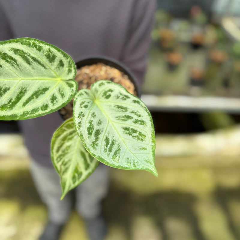 FS50-9 Anthurium Silver Chrome Full Silver (2 pcs)