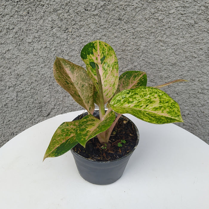 RP060 Aglaonema Bigroy (BGR)