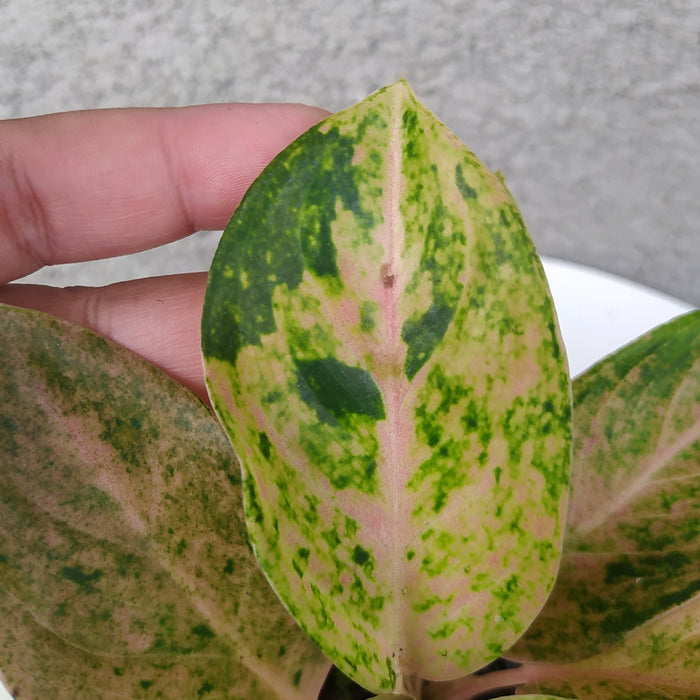 RP060 Aglaonema Bigroy (BGR)