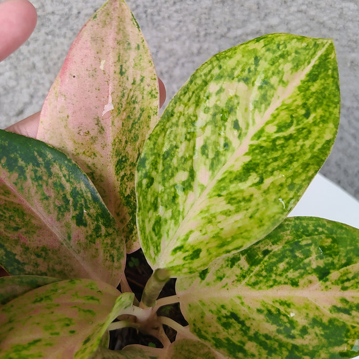 RP060 Aglaonema Bigroy (BGR)