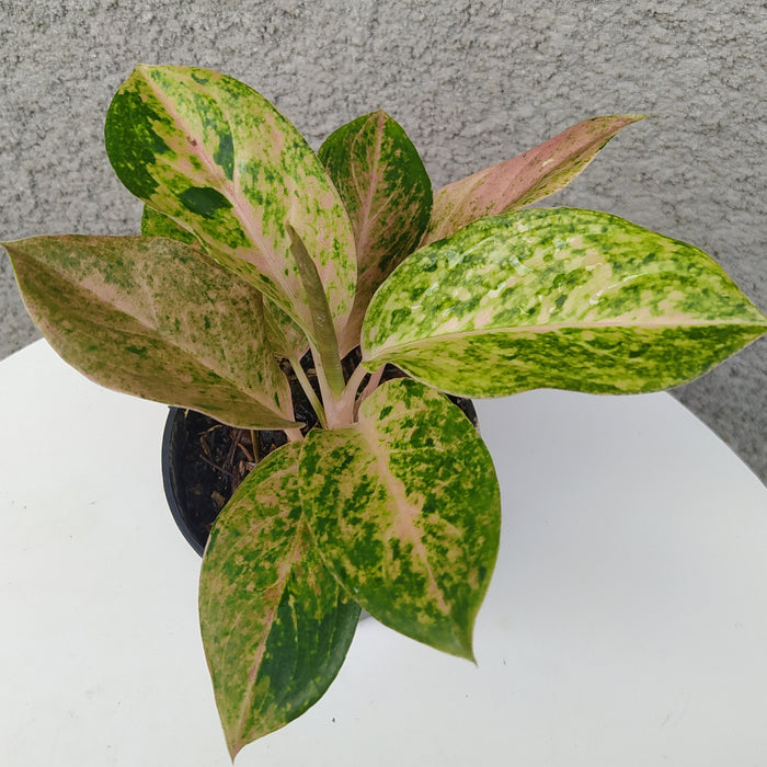 RP060 Aglaonema Bigroy (BGR)