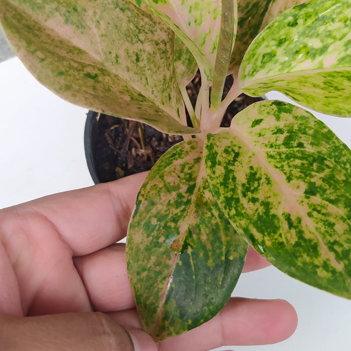 RP060 Aglaonema Bigroy (BGR)