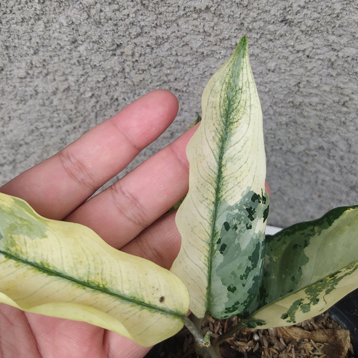 RP064 Aglaonema Comutatum Variegated (BGR)